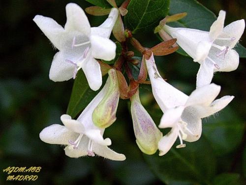 Fotografia de Oliva - Galeria Fotografica: Flor viva - Foto: Abelias