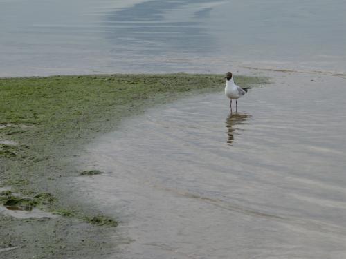 Fotografia de Zaratona - Galeria Fotografica: Letonia - Foto: 	Gaviota							