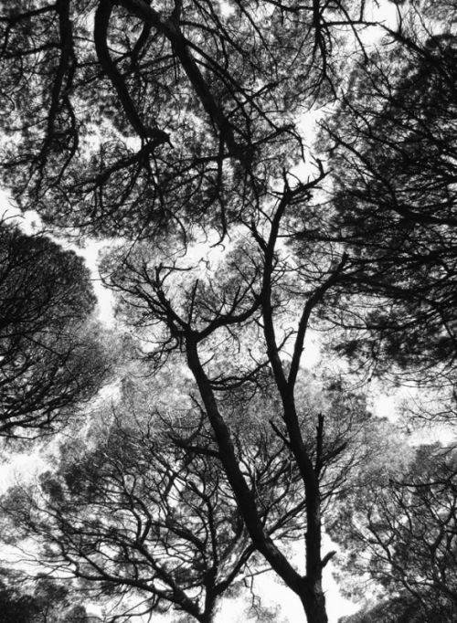 Fotografia de ACuellar - Galeria Fotografica: Miradas en blanco y negro - Foto: Abstraccin en bosque