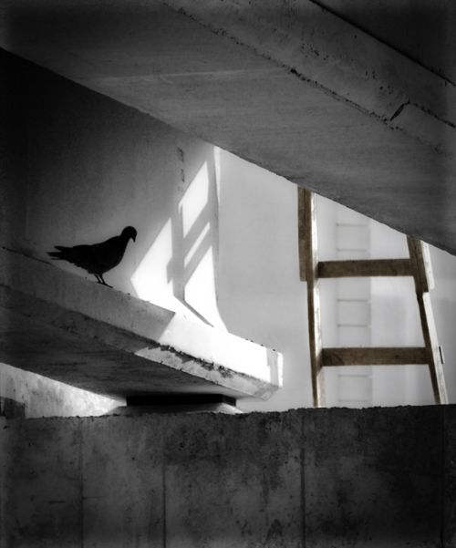 Fotografia de ACuellar - Galeria Fotografica: Miradas en blanco y negro - Foto: Duda razonable