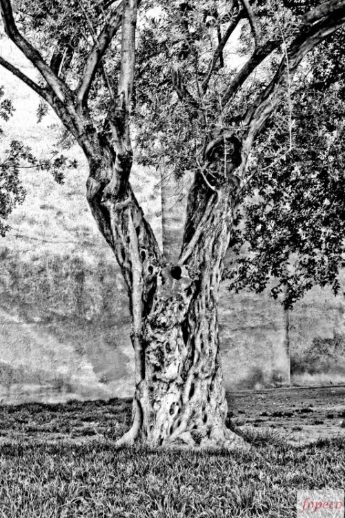 Fotografia de fopeco - Galeria Fotografica: Valencia - Foto: Jardin del Hospital