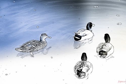 Fotografia de fopeco - Galeria Fotografica: Valencia - Foto: Patos