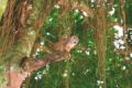 Fotos de Ruta de El Dorado -  Foto: Selva Amaznica ecuatoriana - Monos amaznicos