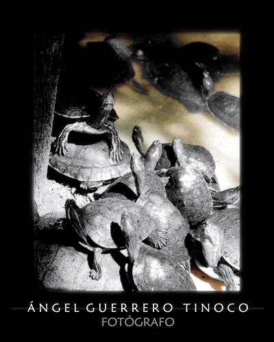 Fotografia de Angel - Galeria Fotografica: libre con una camara - Foto: ALCANZAR EL CIELO