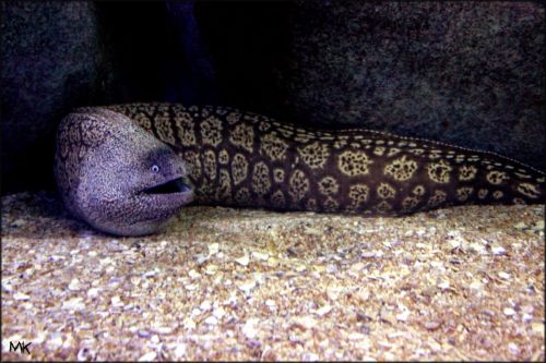 Fotografia de MK - Galeria Fotografica: Esponjosa - Foto: Morena