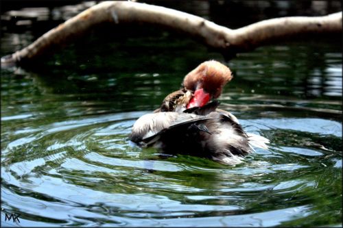 Fotografia de MK - Galeria Fotografica: Esponjosa - Foto: Refrescate