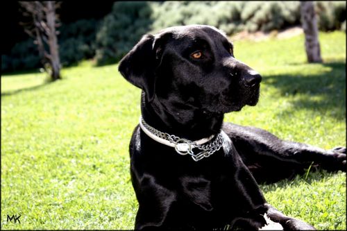 Fotografia de MK - Galeria Fotografica: Esponjosa - Foto: Sombra