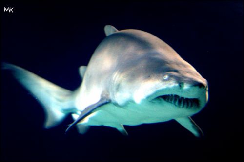 Fotografia de MK - Galeria Fotografica: Esponjosa - Foto: Chan chan chan chan