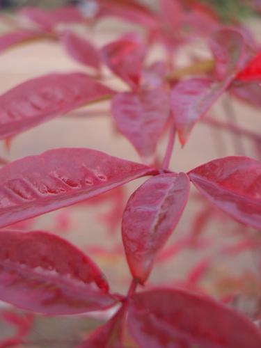 Fotografia de Arnau Selga - Galeria Fotografica: Textures - Foto: 