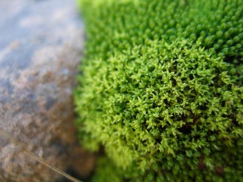 Fotografia de Arnau Selga - Galeria Fotografica: Textures - Foto: Molsa (musgo)