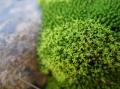 Fotos de Arnau Selga -  Foto: Textures - Molsa (musgo)