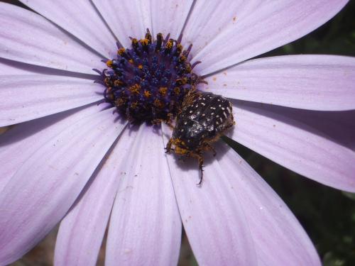 Fotografia de Arnau Selga - Galeria Fotografica: Textures - Foto: 