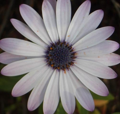 Fotografia de Arnau Selga - Galeria Fotografica: Textures - Foto: 