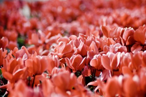 Fotografia de Xuan - Galeria Fotografica: Naturaleza - Foto: 