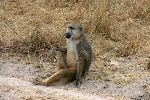 Fotografia de carlos - Galeria Fotografica: masai mara - Foto: 