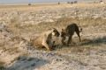 Fotos de carlos -  Foto: masai mara - 