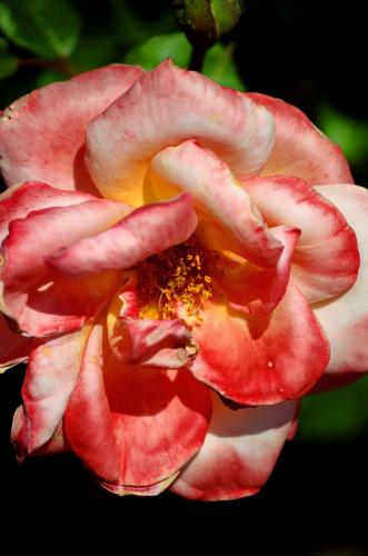 Fotografia de Sin Nombre - Galeria Fotografica: Artisticas - Foto: Rosa rosa