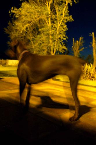Fotografia de Sin Nombre - Galeria Fotografica: Artisticas - Foto: La noche del perro