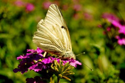 Fotografia de Sin Nombre - Galeria Fotografica: Artisticas - Foto: blanca