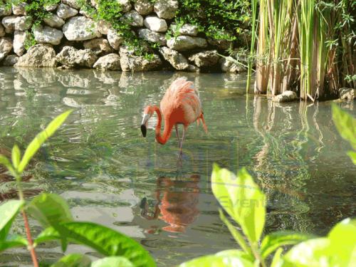 Fotografia de logistik@ - Galeria Fotografica: PASA TIEMPO - Foto: flamenco