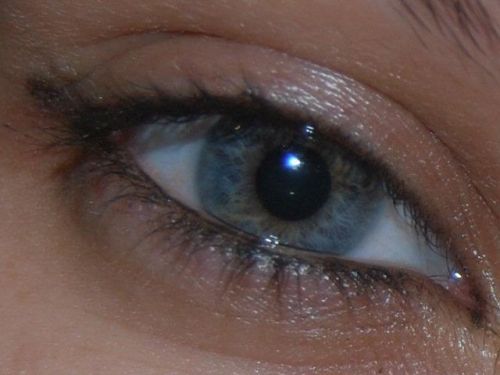 Fotografia de edelweiss - Galeria Fotografica: variadas - Foto: 