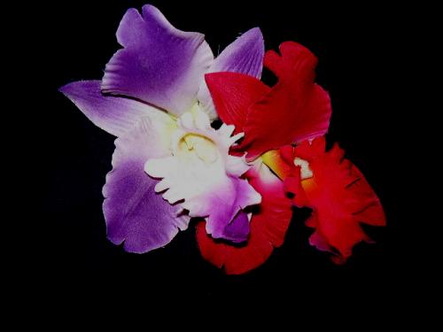 Fotografia de elga - Galeria Fotografica: DETALLES - Foto: FLORES II