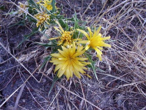 Fotografia de elga - Galeria Fotografica: DETALLES - Foto: FLORES III