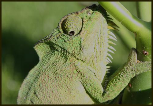 Fotografia de MILLER - Galeria Fotografica: NATURE - Foto: GREEN COLORS								