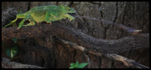 Fotografia de MILLER - Galeria Fotografica: NATURE - Foto: ALMUERZO							