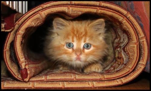 Fotografia de MILLER - Galeria Fotografica: NATURE - Foto: 								