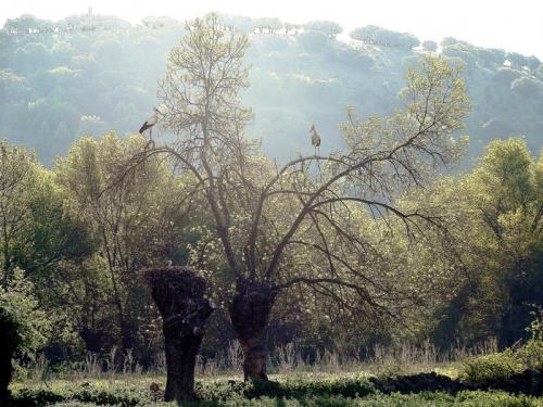 Fotografia de Plutak - Galeria Fotografica: Paisajes - Foto: Arbol familiar