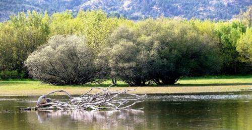 Fotografia de Plutak - Galeria Fotografica: Paisajes - Foto: Tronco