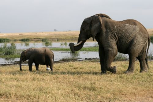 Fotografia de carlos - Galeria Fotografica: animales - Foto: 