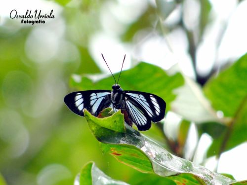 Fotografia de Osvaldo Urriola - Galeria Fotografica: Pinceladas de Panam - Foto: 