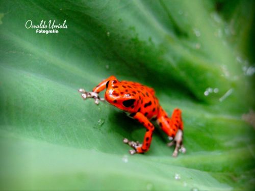 Fotografia de Osvaldo Urriola - Galeria Fotografica: Pinceladas de Panam - Foto: 