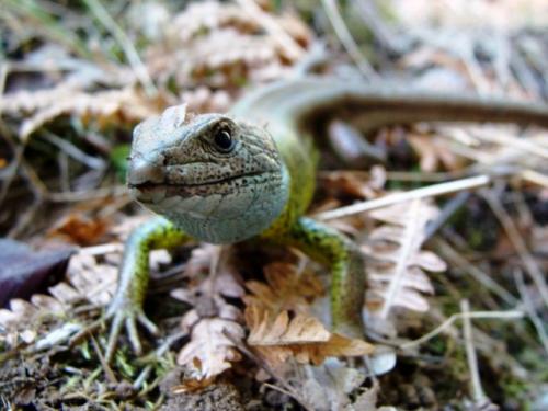 Fotografia de Plutak - Galeria Fotografica: De todo - Foto: lagarto