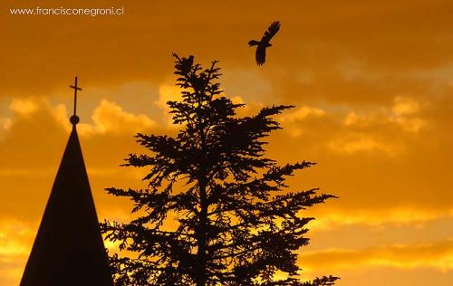 Fotografia de Francisco Negroni - Galeria Fotografica: Varios - Foto: Vuelo