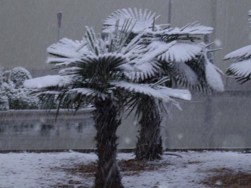 Fotografia de treslilas - Galeria Fotografica: mallorca - Foto: 