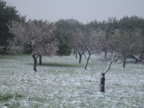 Fotografia de treslilas - Galeria Fotografica: mallorca - Foto: almendros