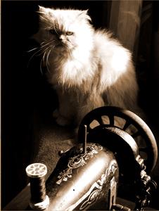 Fotografia de Pedro Morales - Galeria Fotografica: Fotografa creativa - Foto: tami