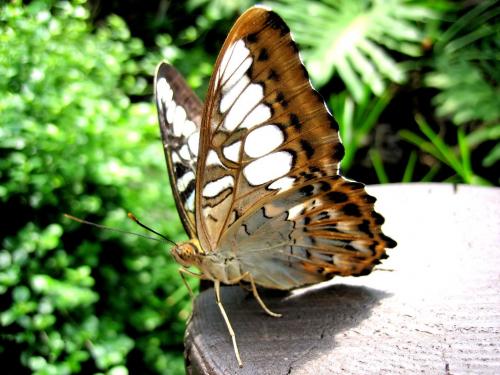 Fotografia de Jose - Galeria Fotografica: Las palmas. - Foto: Mariposa