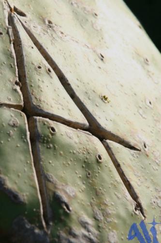 Fotografia de treslilas - Galeria Fotografica: mallorca - Foto: 