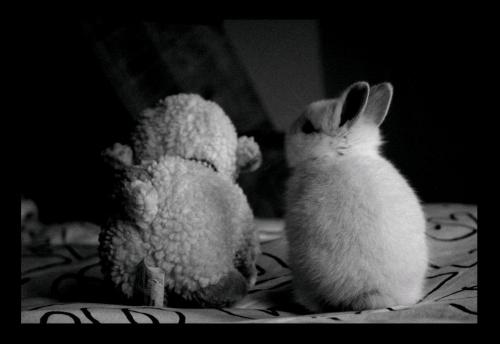 Fotografia de Cayetana - Galeria Fotografica: Seleccin 1 - Foto: Tequila y Violet