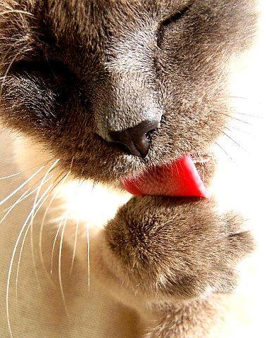 Fotografia de Cayetana - Galeria Fotografica: Seleccin 1 - Foto: Trufa en su aseo