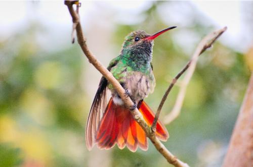 Fotografia de Hermes - Galeria Fotografica: Naturaleza - Foto: 		colibr						