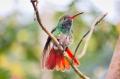 Fotos de Hermes -  Foto: Naturaleza - 		colibr						