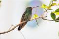 Foto de  Hermes - Galería: Naturaleza - Fotografía: 	colibr							