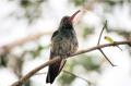 Fotos de Hermes -  Foto: Naturaleza - 	colibr							