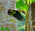 Fotos de Hermes -  Foto: Naturaleza - 	Tucan							