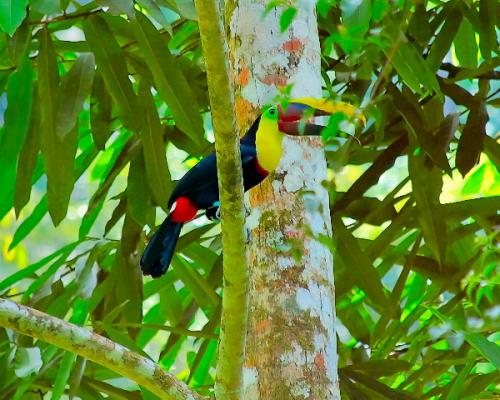 Fotografia de Hermes - Galeria Fotografica: Naturaleza - Foto: 	Tucan							